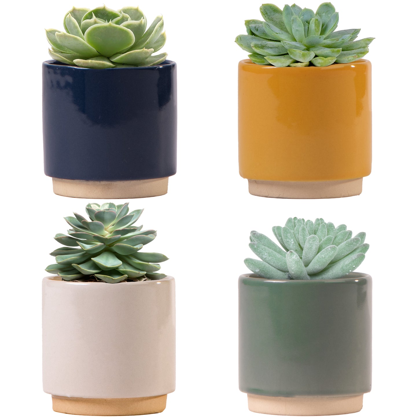 Ivyline Enos Pots (7cm)