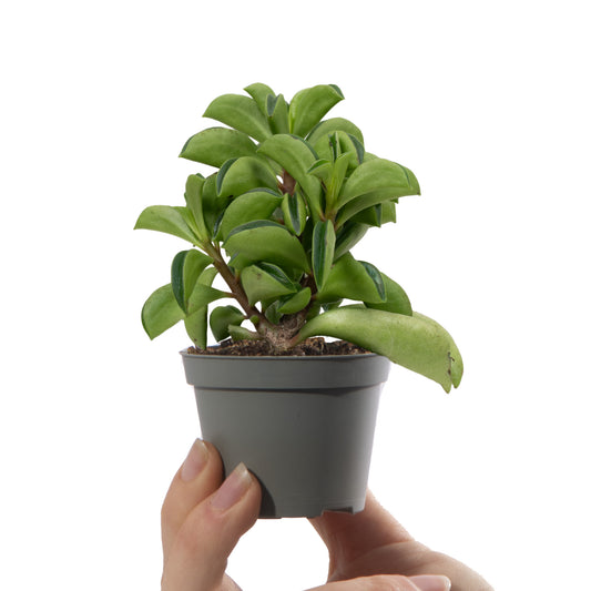 Baby Plants - Peperomia Fire Sparks
