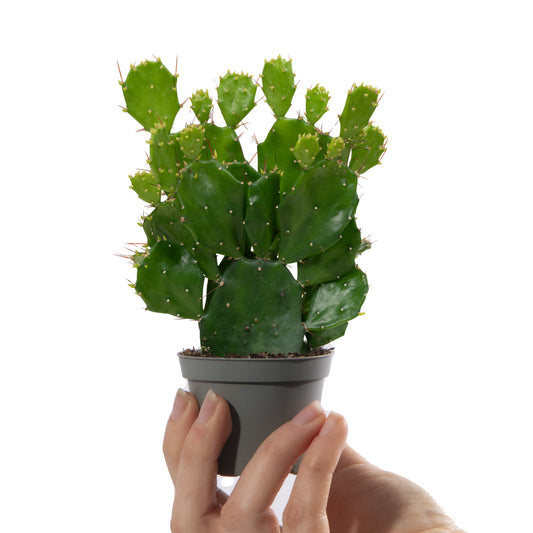 Baby Plants - Opuntia Microdasys Yellow