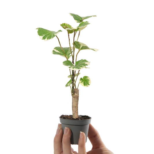 Baby Plants - Polyscias Balfouriana