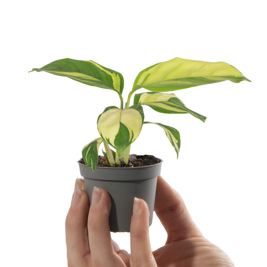 Baby Plants - Ctenanthe Golden Mosaic