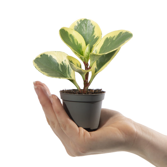 Baby Plants - Peperomia Obtusifolia USA