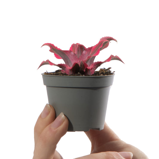 Baby Plants - Cryptanthus Ruby Star