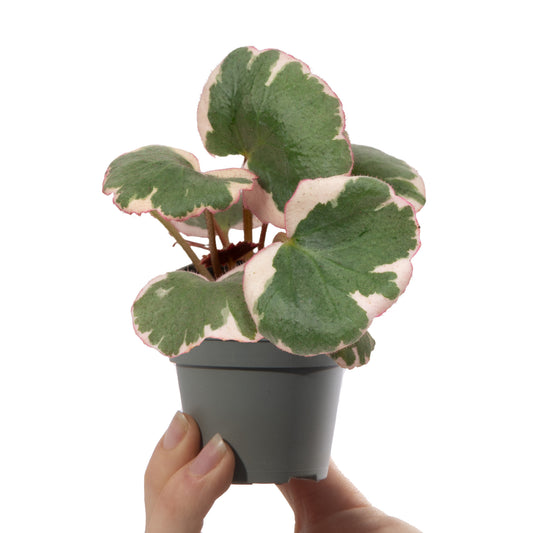 Baby Plants - Saxifraga Variegata