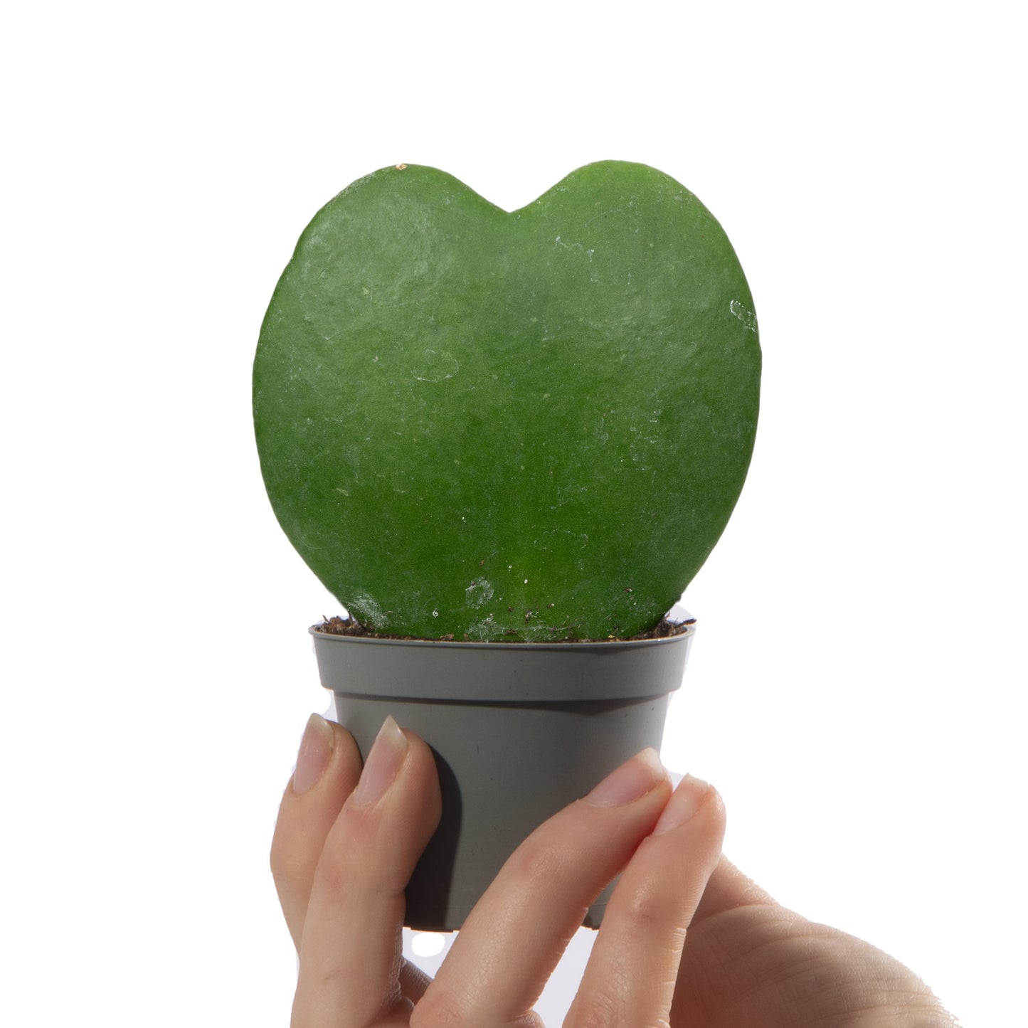 Baby Plants - Hoya Kerrii