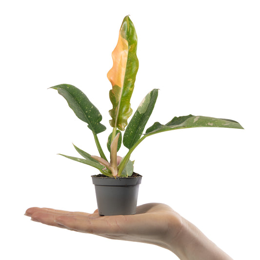 Baby Plants - Philodendron Narrow Ring of Fire