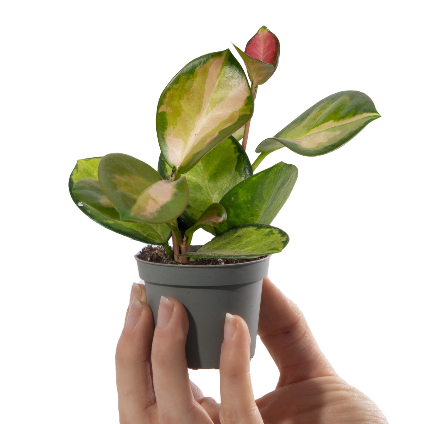 Baby Plants - Hoya Australis Tricolour