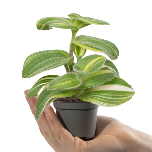 Baby Plants - Tradescantia Sillamontana Variegata