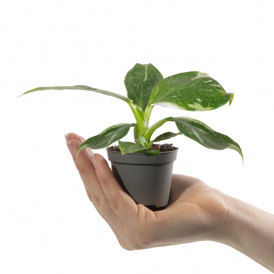Baby Plants - Philodendron White Princess