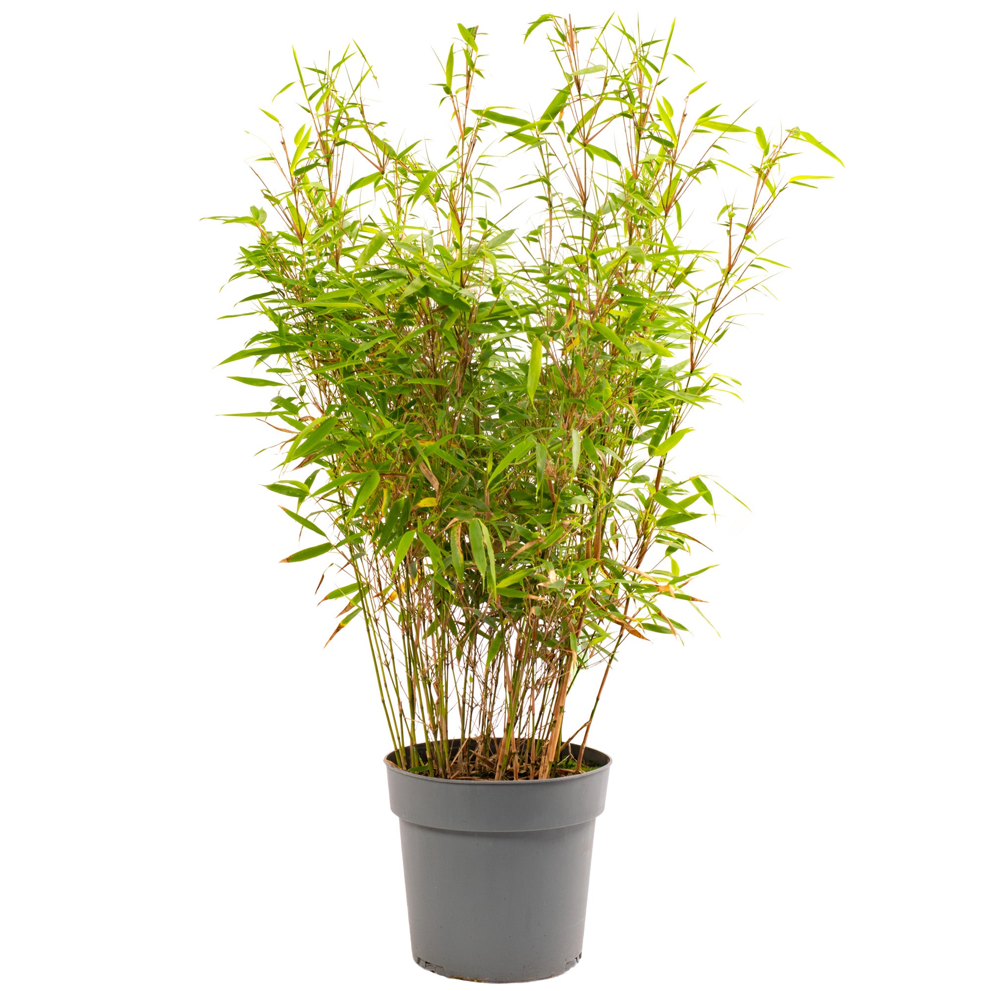 Happy Plants - Lot De 6 Bambous Fargesia Résistants à L'Hiver - Plantes Non Invasives