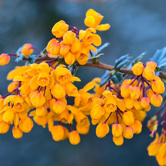 Berberis Compacta