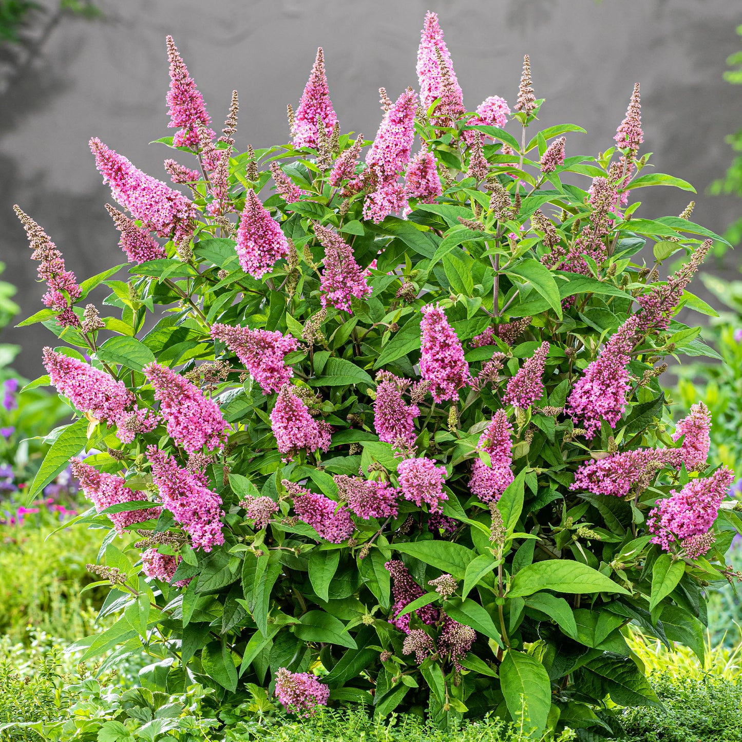 Buddleia Candy Little Pink