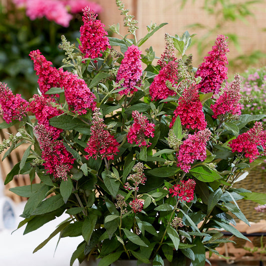 Buddleia Butterfly Candy Little Ruby