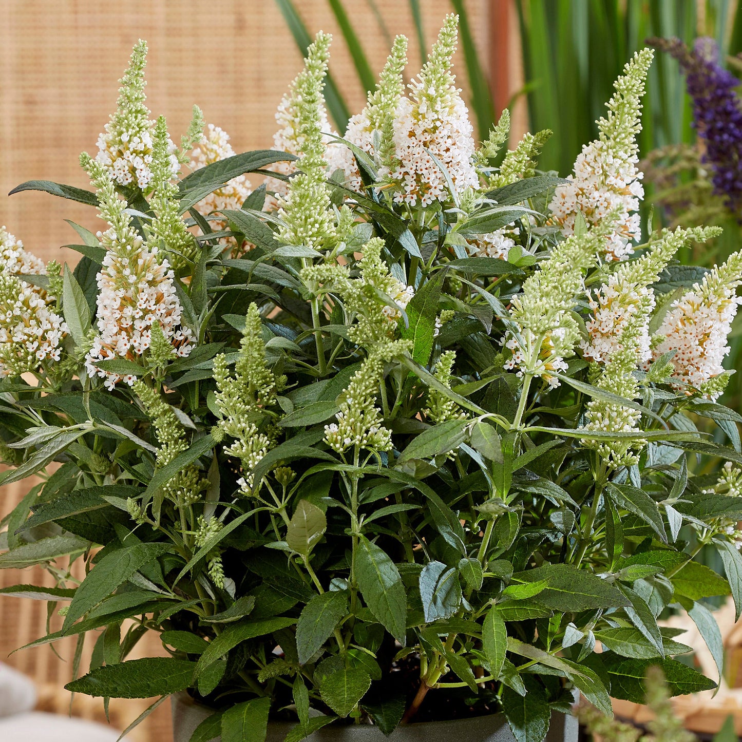 Buddleia Butterfly Candy Little White