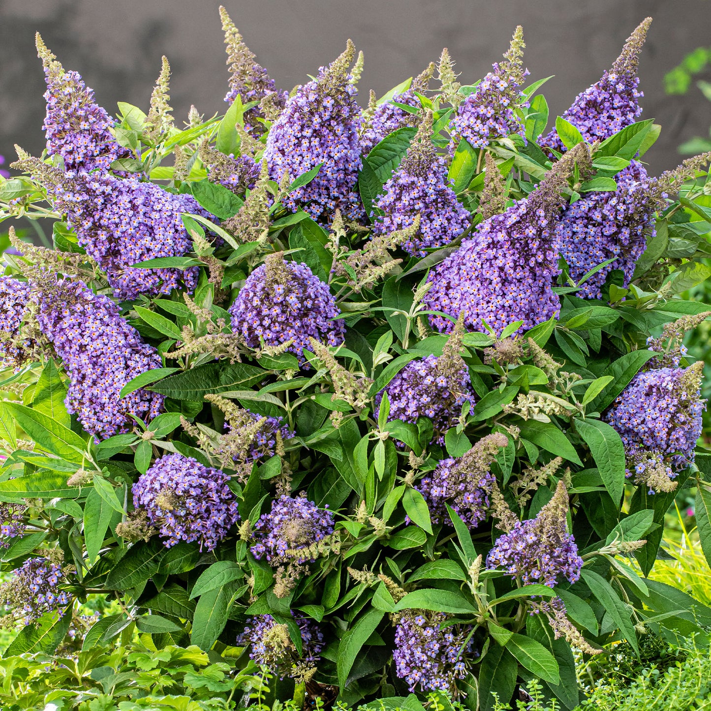 Buddleia Candy Lila Sweetheart