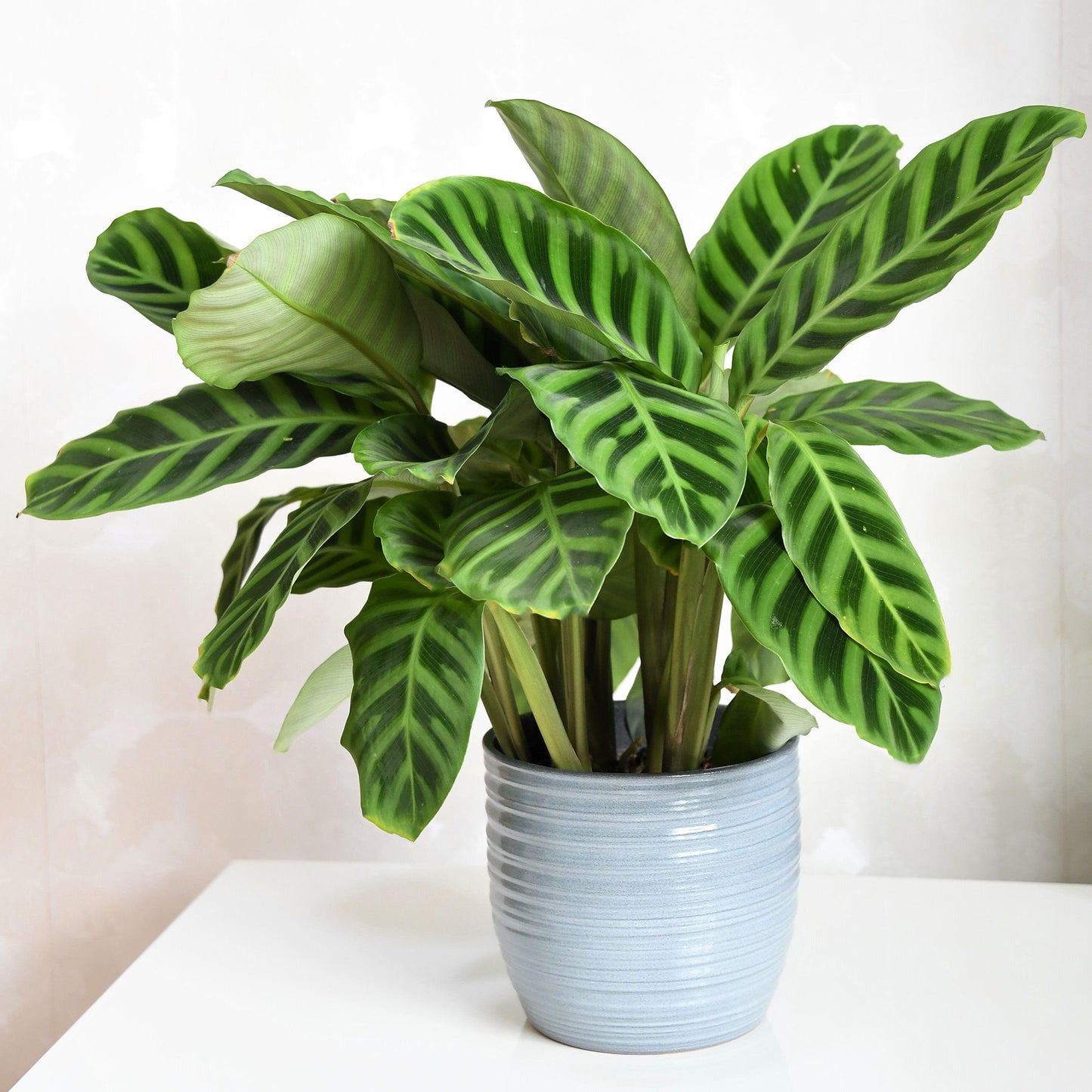 Calathea Zebrina (Master)