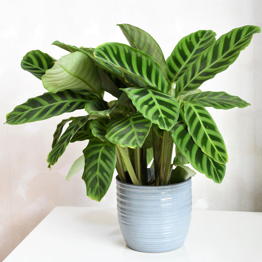 Calathea Zebrina (Master)