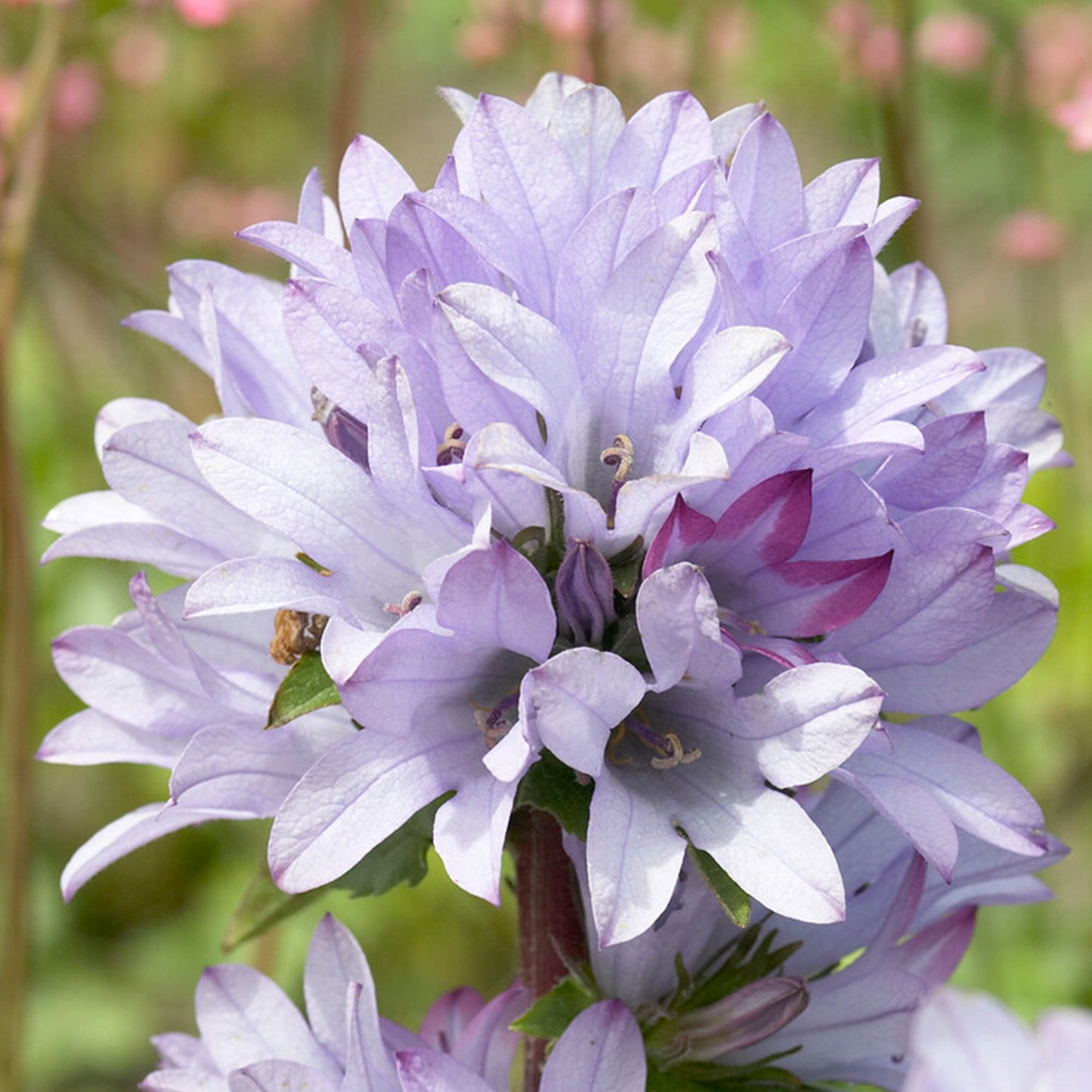 Campanula Caroline