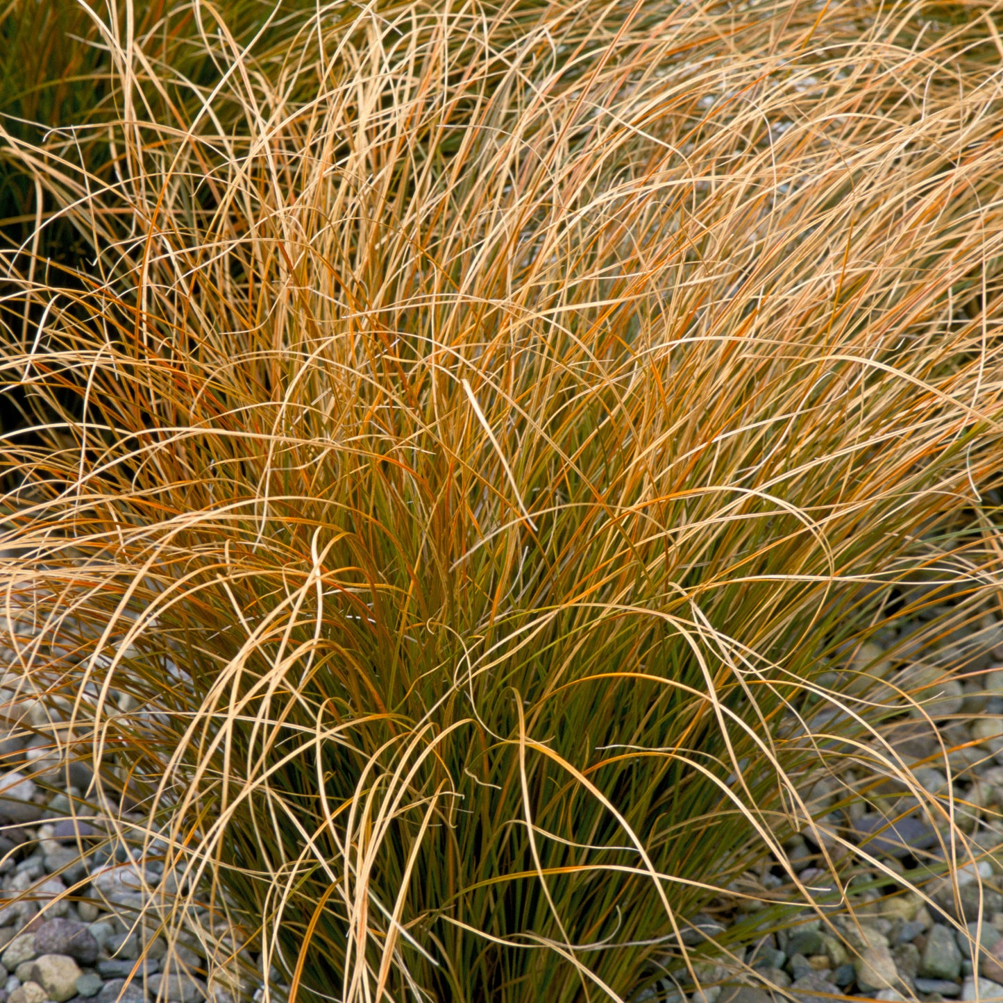 Carex testacea