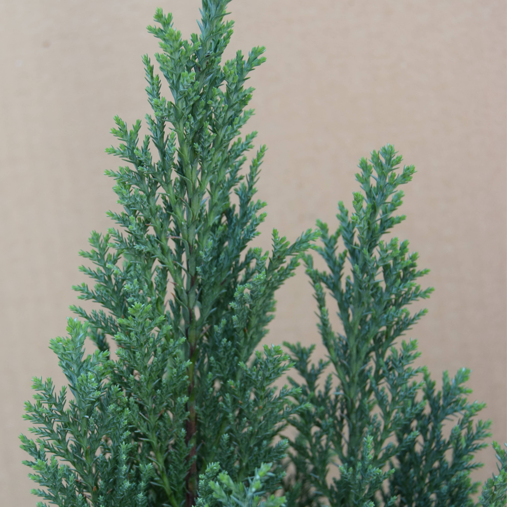 Chamaecyparis Ellwoodii (9cm)