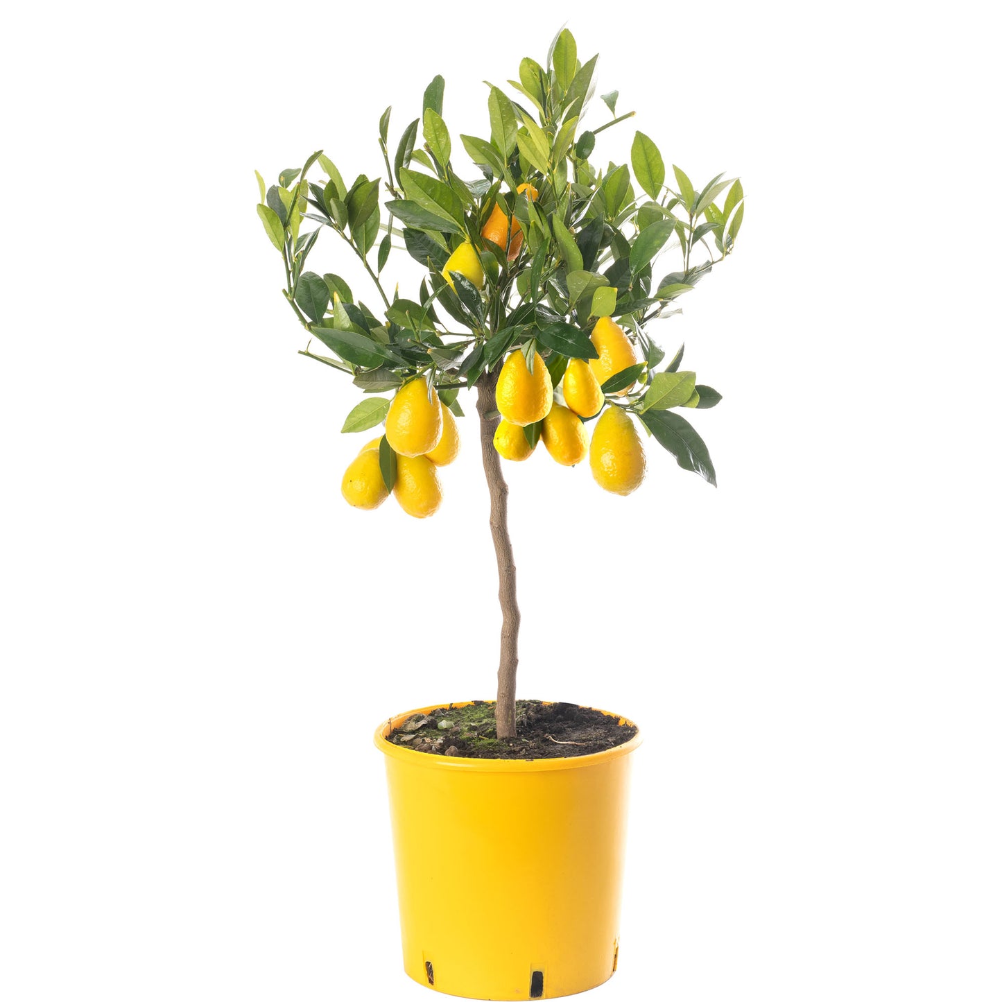 Citrus Trees