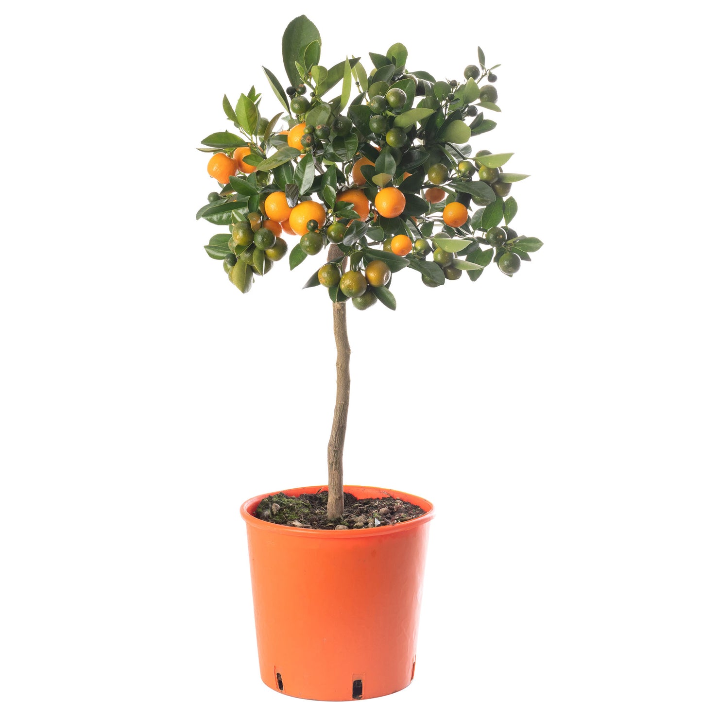 Citrus Trees
