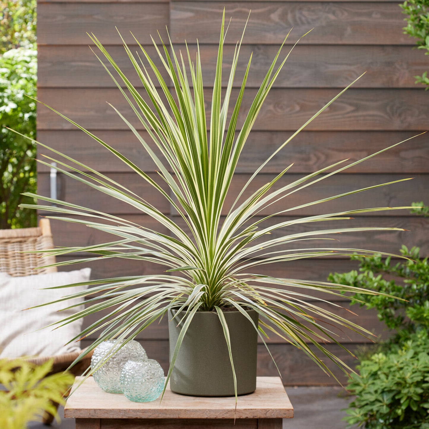 Cordyline Lime Passion