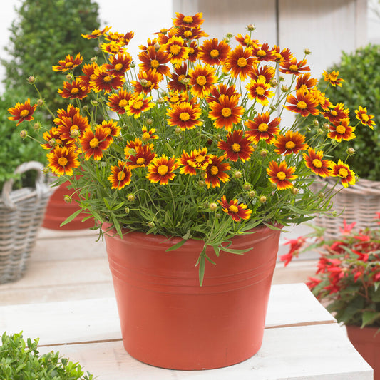 Coreopsis Little Bang Daybreak