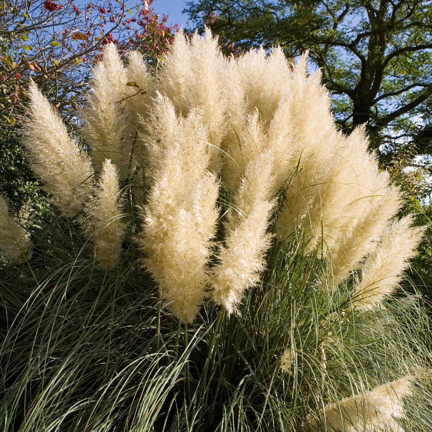 Cortaderia Green Goblin