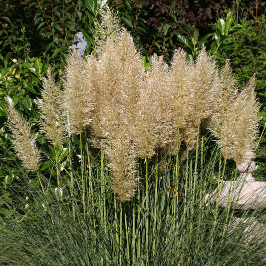 Cortaderia Silver Goblin