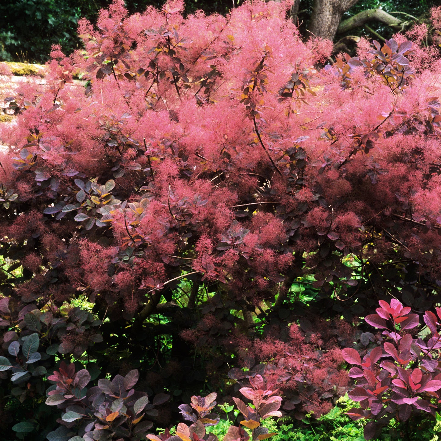 Cotinus Magical Red Fountain