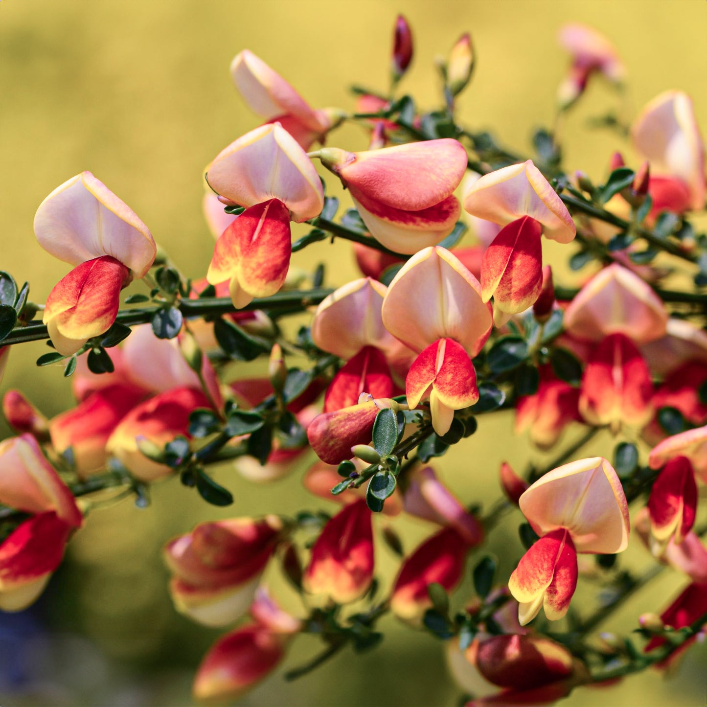 Cytisus Fulgens