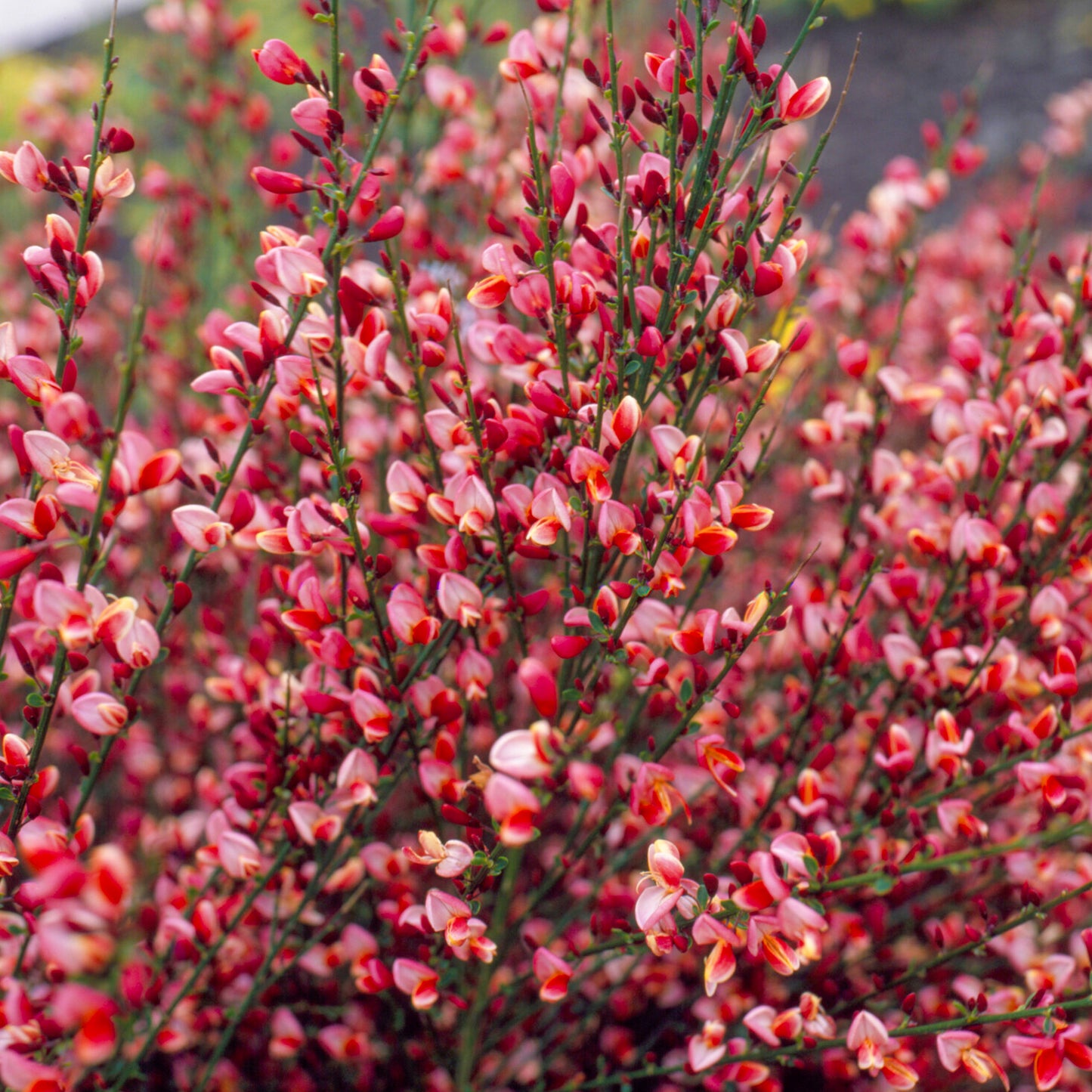 Cytisus Hollandia