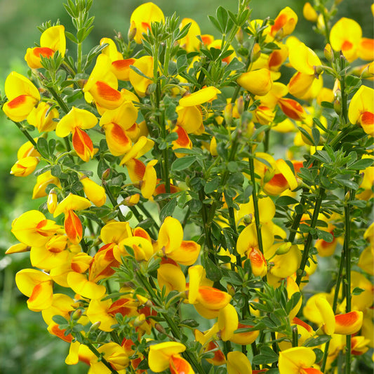 Cytisus Jessica