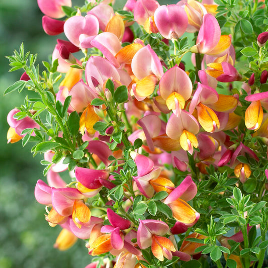 Cytisus La Coquette