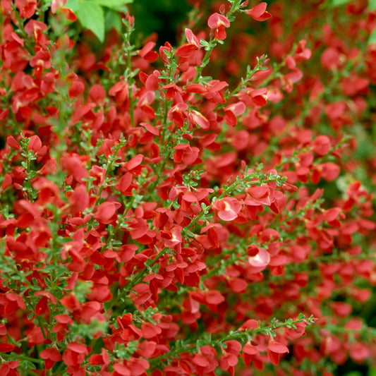 Cytisus Red Favourite