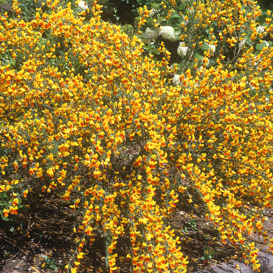 Cytisus Splendens