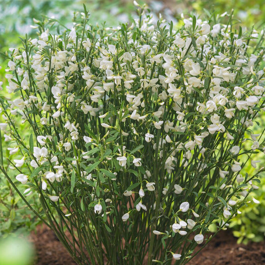 Cytisus White Lion