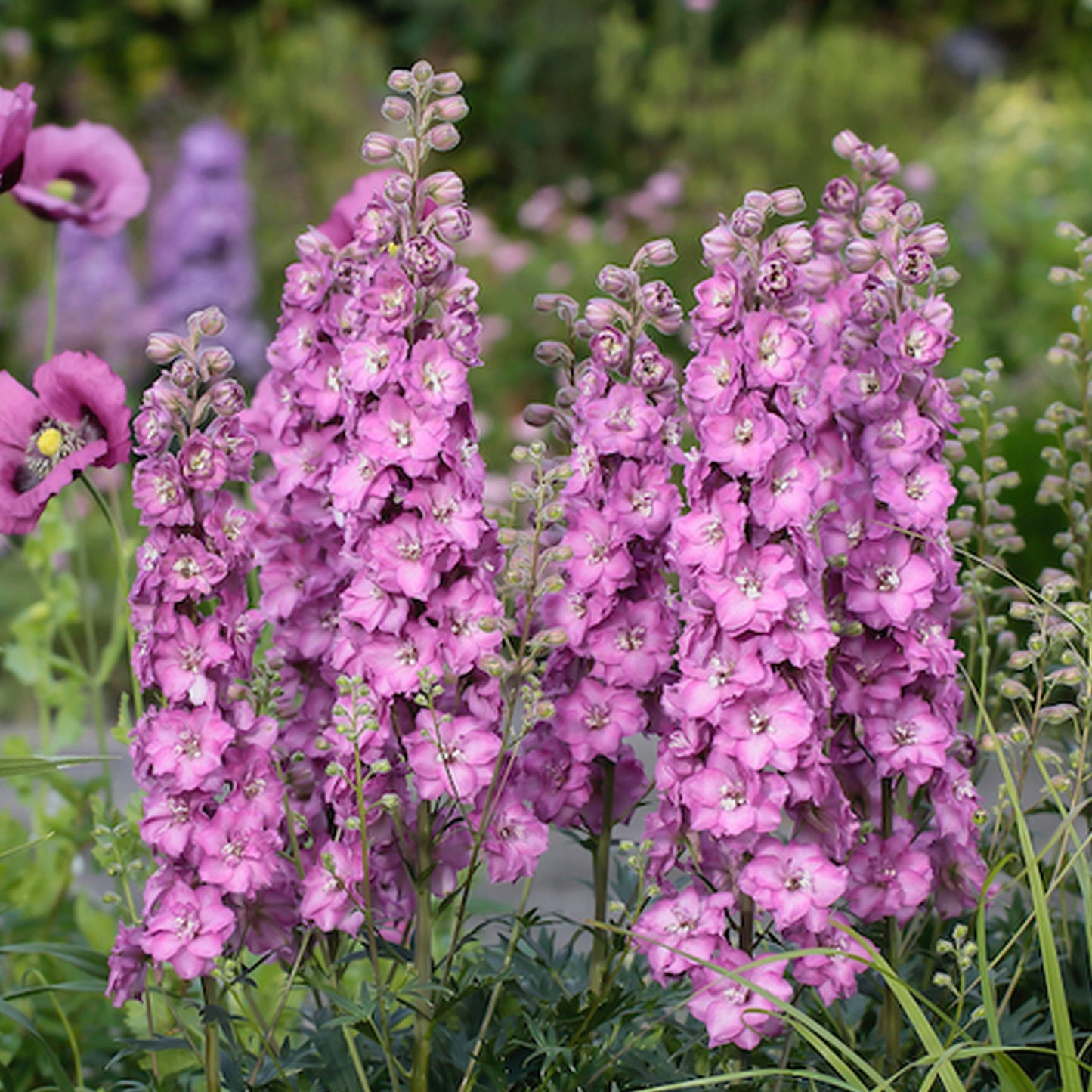 Delphinium Delgenius Chantay