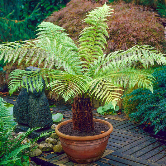 Dicksonia Antarctica Tree Fern