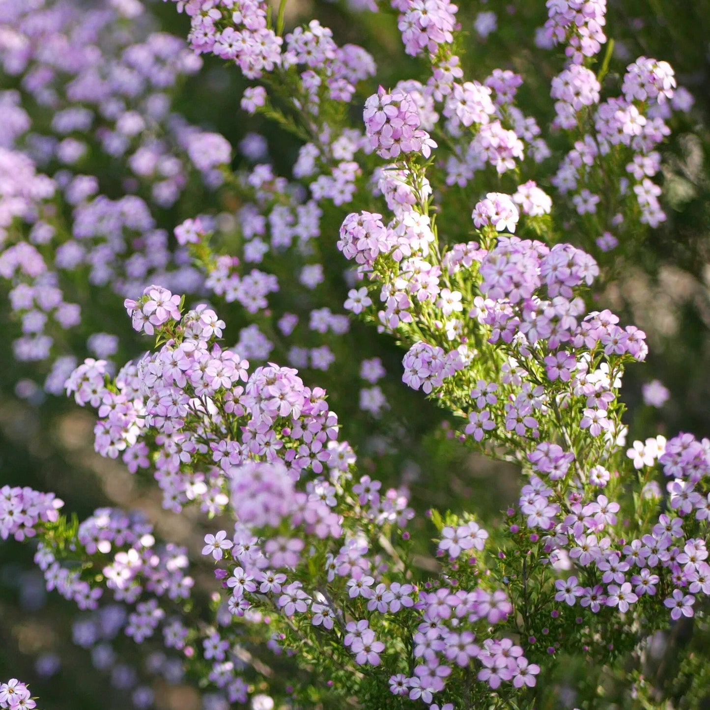 Diosma Pink Fountain