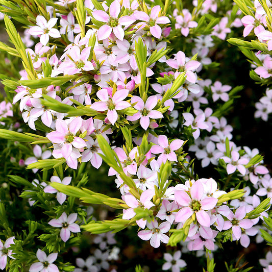 Diosma Sunset Gold