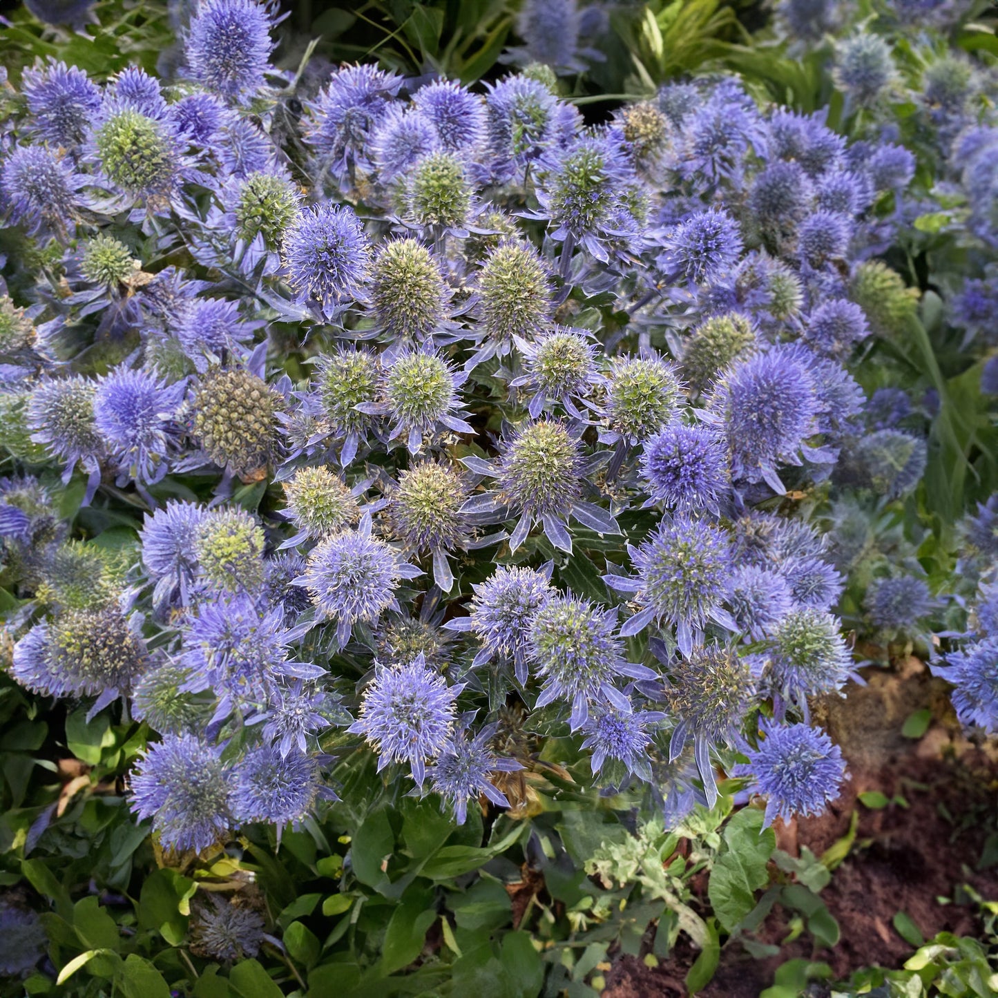 Eryngium Grumpy