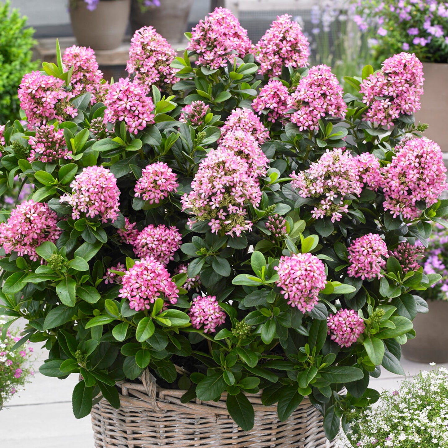 Escallonia Pink Elle Patio Tree