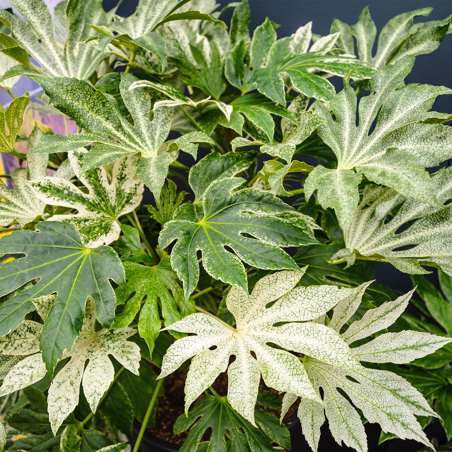 Fatsia Spiders Web (Master)