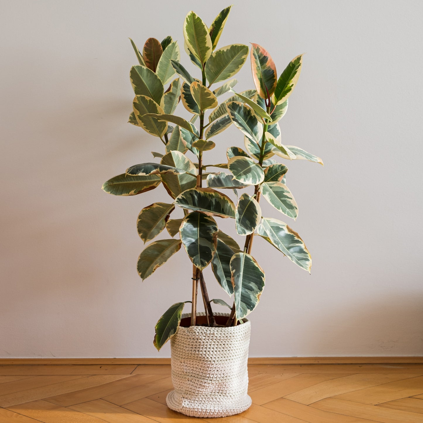 Ficus Tineke (Master)