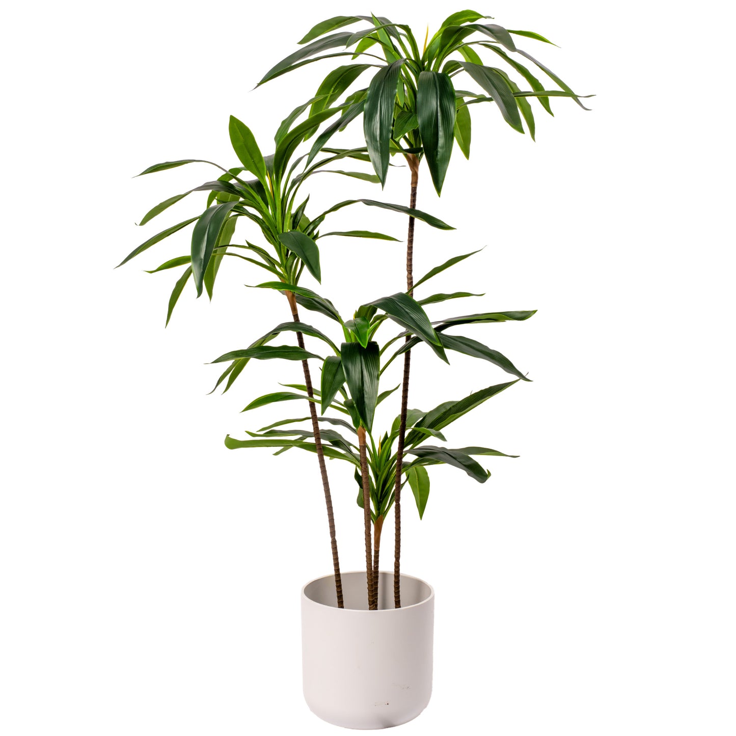 Gardeners Dream Artificial Dracaena Marginata (Master)