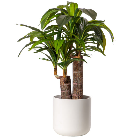 Gardeners Dream Artificial Yucca (Master)