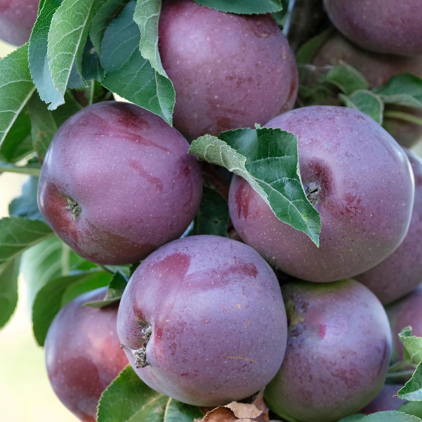 Apple Blue Moon (Starline, 12L)