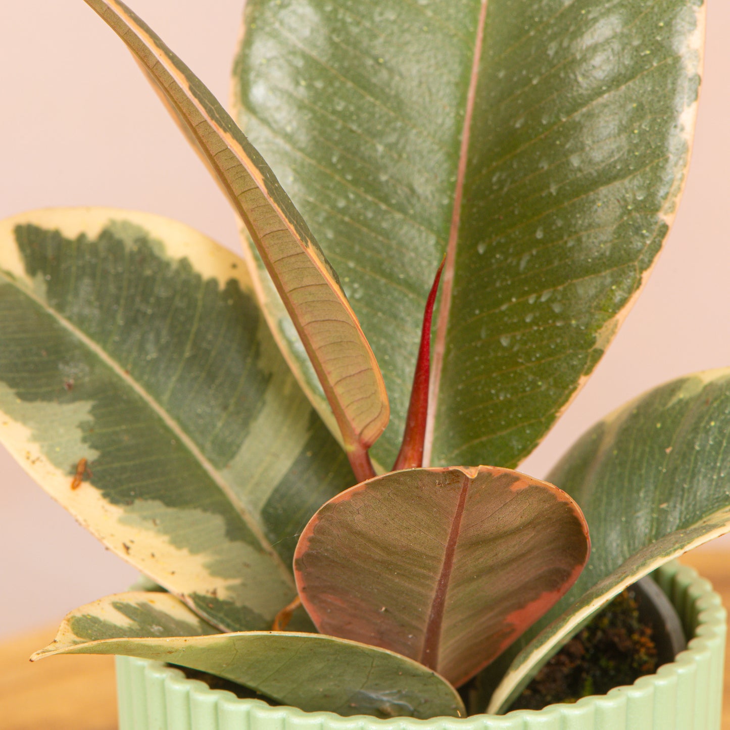 Baby Plants - Ficus Tineke